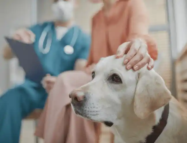 Pet parent and the vet