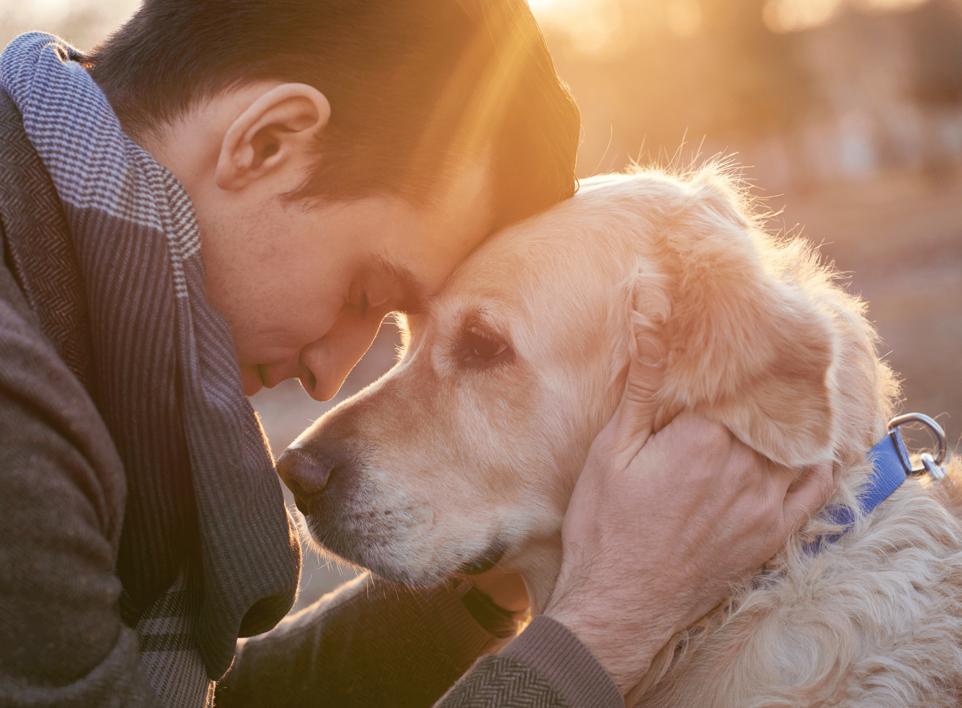 Caring for Senior Pets: Enhancing Their Golden Years