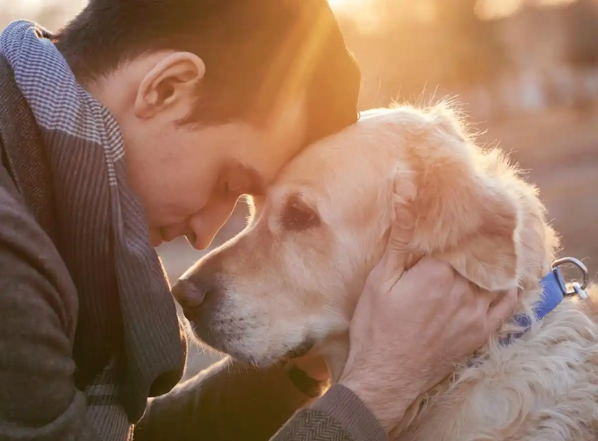 Caring for Senior Dogs: a guide to their golden years