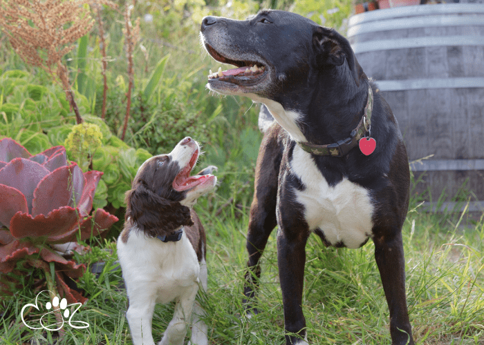 photos 2 - Loved Involving Other Pets for Dog Euthanasia