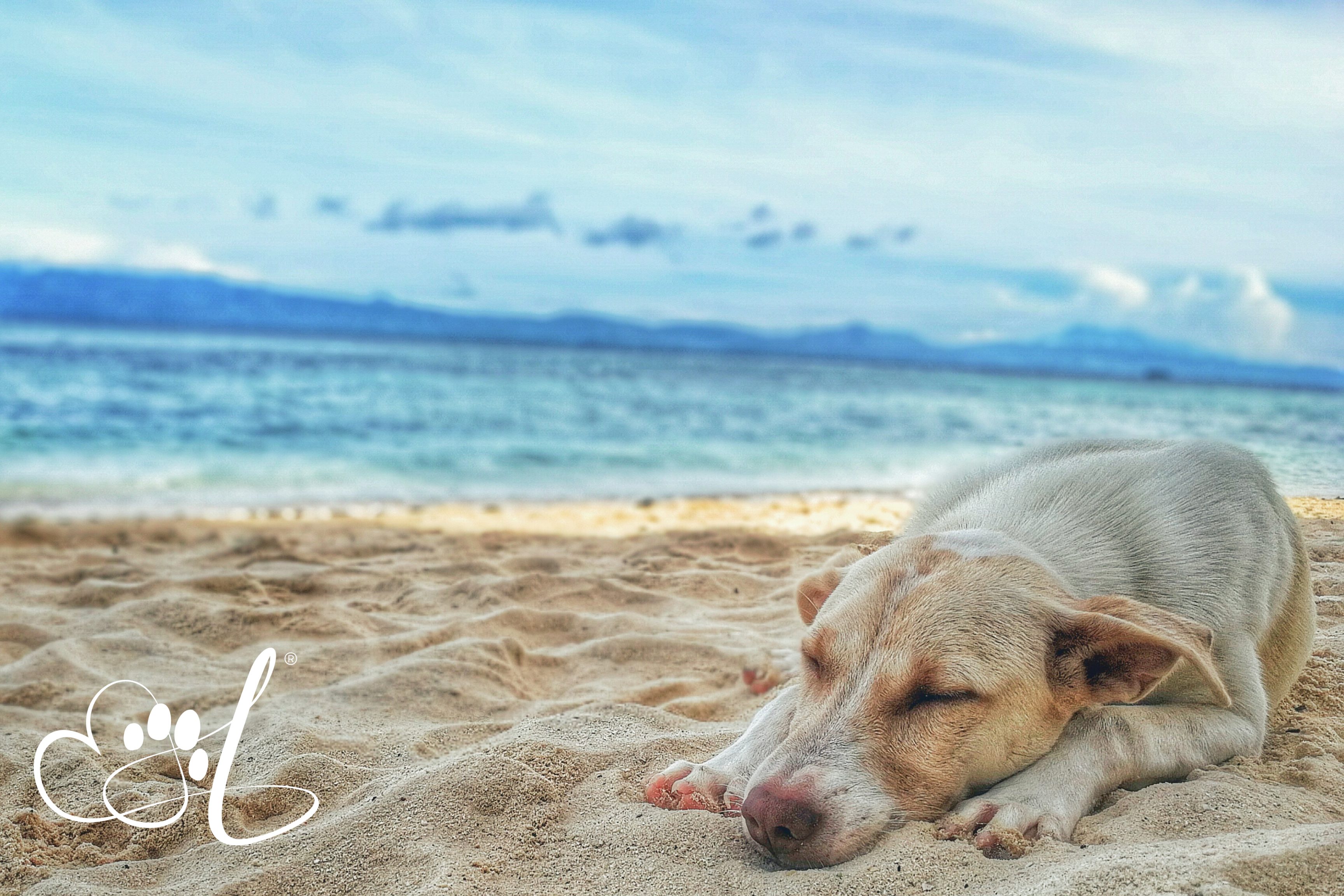 Summer Sun & Soft Goodbyes: Creating Cherished Moments With Your Aging Pet
