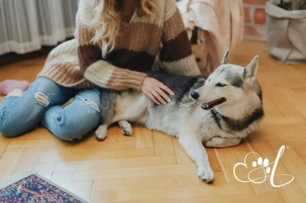 In-Home Pet Euthanasia Near Me: What Lakeland Families Should Know