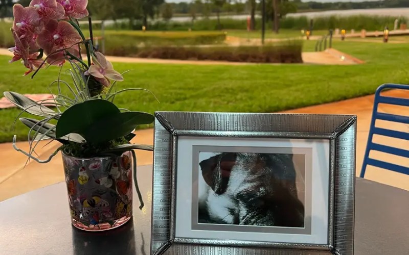Rainbow Bridge Remembrance Day