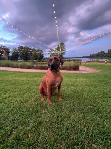 Beautiful doggo