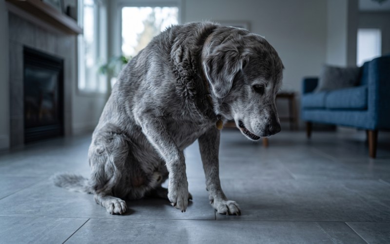 Is My Dog in Pain? Signs, Body Language, and What to Do