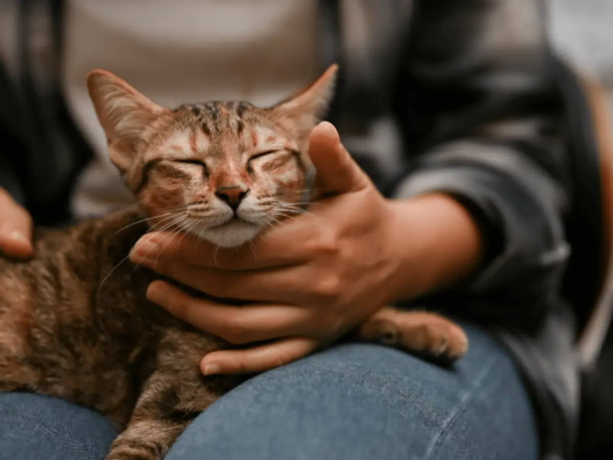 Is my cat in pain? Signs, body language, and what to do