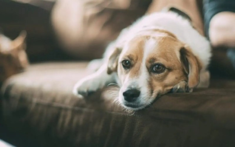 Dog lethargic, hiding, or acting weird: what behavior changes mean in senior dogs