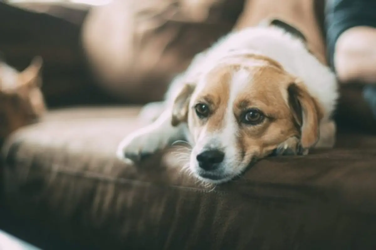 Dog lethargic, hiding, or acting weird: what behavior changes mean in senior dogs