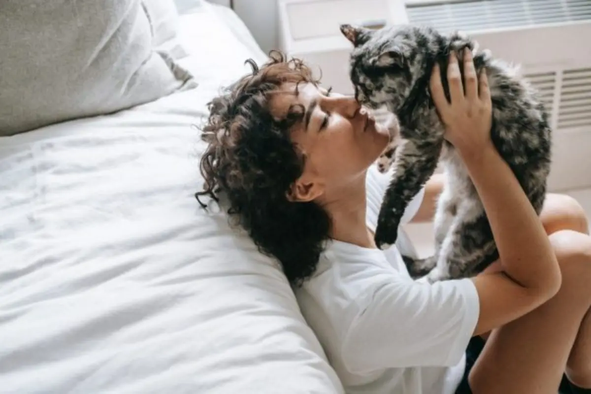Cat lethargic, hiding, and not eating: what behavior changes mean in senior cats
