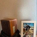 Angelina Bolien's pet
