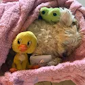 STEPHANIE ISZAK's photo
