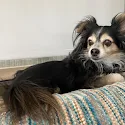 Renee Schupp's pet