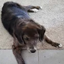 Pamela Feezor's pet