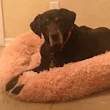Darla Trasport's pet