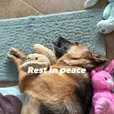 Laura Dipietro's pet