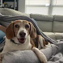 Vanessa Gomez Smith's pet