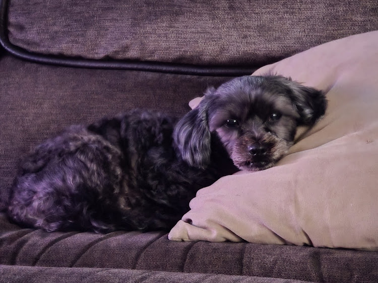 Lisa S's pet