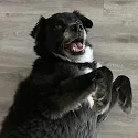 Kailin Gorzynski's pet