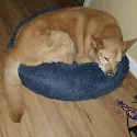 Joy Beatty's pet