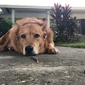Richard Bollinger's pet