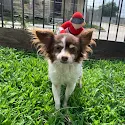 Marianne Haley's pet