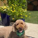Michelle Taylor's pet