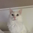 Ali Block's pet