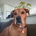 Dena Fernandez's pet