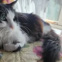 leslie aJ moreland's pet
