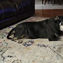 Jessica Westmoreland's photo