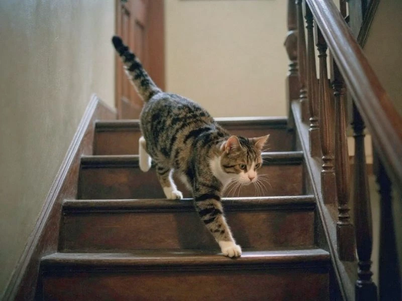 LOVED posters 8 - Loved Loved Senior Cat Walking Down Stairs